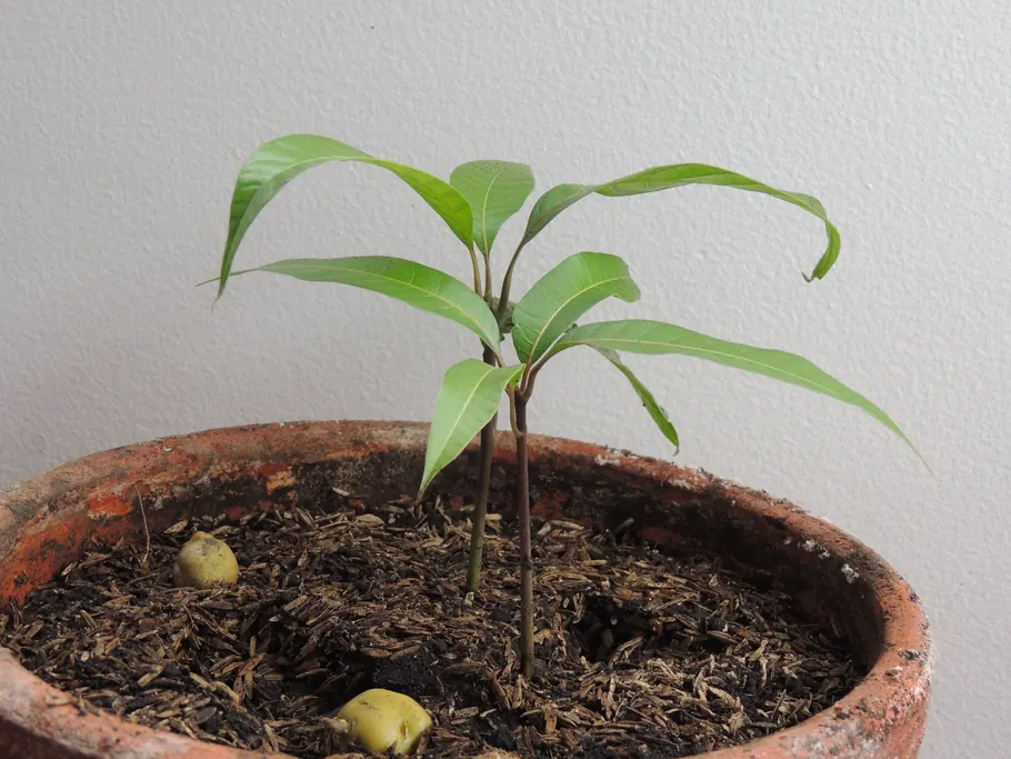 Two mango stems growing side by side from one seed in a clay pot